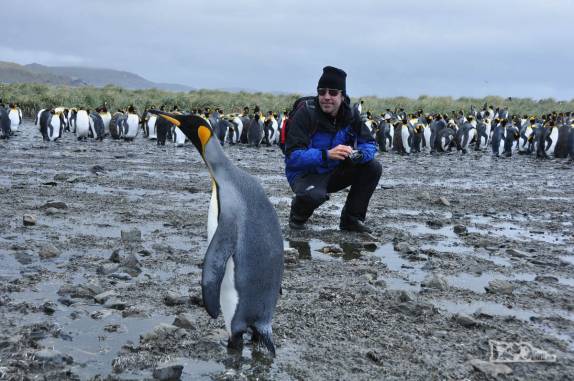 Interagindo com pinguins rei em Salisbury Plain, na Geórgia do Sul